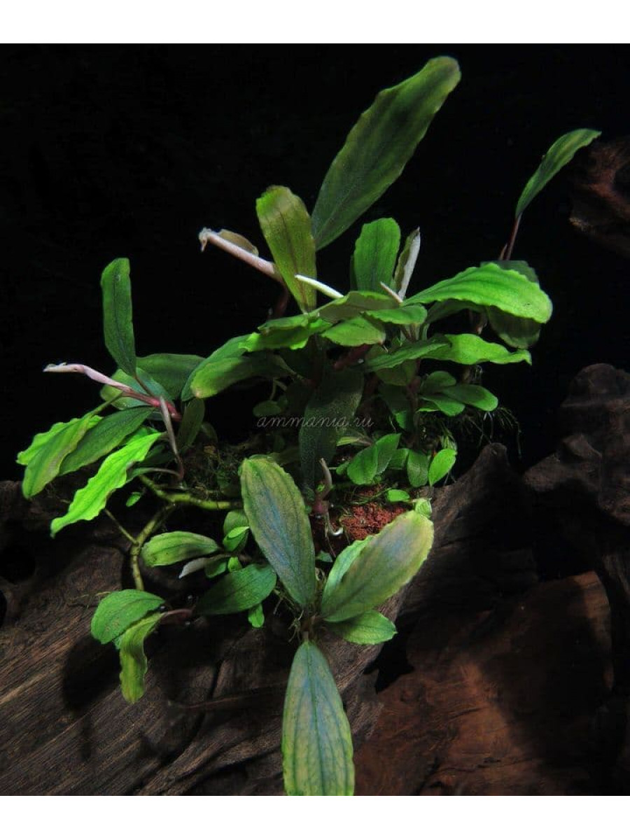 Bucephalandra sp. Blue Green магазине ammania.ru - Доставка Почтой
